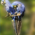 les-aras-bleus